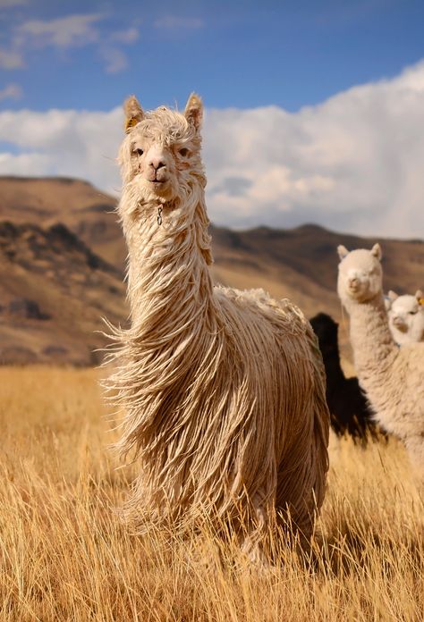 Long hair llamas, Andes Mountains, Peru  https://www.chimuadventures.com/blog/2017/06/top-10-wildlife-peru/ Llama Arts And Crafts, Andes Mountains Peru, Llama Photography, Llama Photo, Llama Pictures, Cutee Animals, Alpaca Farm, Cute Alpaca, Andes Mountains