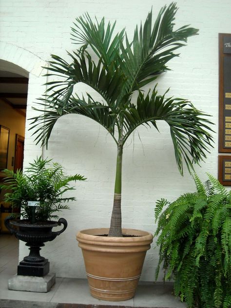 Christmas Palm Hawaiian Landscaping, Palm Trees For Sale, Potted Palm Trees, Alexander Palms, Outdoor Tropical Plants, Indoor Palm, Indoor Palm Trees, Christmas Palm Tree, Potted Palms