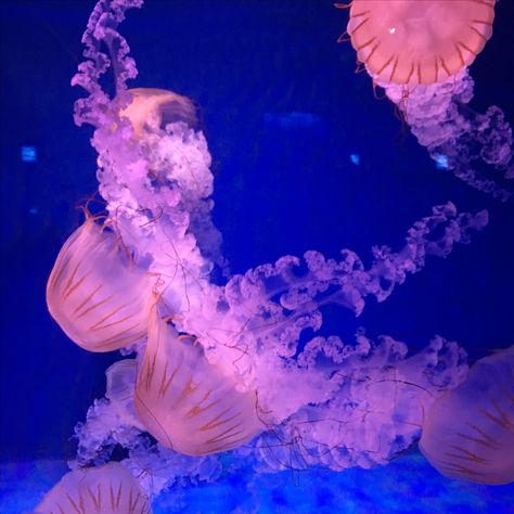 Pink jellyfish Pink Comb Jellyfish, Pink Meanie Jellyfish, Jellyfish Pictures, Pink Jellyfish, Jellyfish Design, Aquatic Animals, Oc Ideas, Jellyfish, Baby Pink