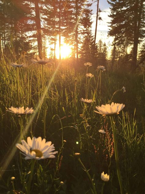 Fesyen Rambut, Daisy Field, Pretty Landscapes, Spring Aesthetic, Pretty Photos, Alam Yang Indah, Alam Semula Jadi, The Grass, Nature Aesthetic