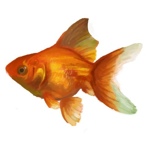 my annual drawing please applause #art #artgallery #drawing #fish Goldfish, Japanese Art, Goldfish Art, Fish Crafts, Fish Drawings, A Drawing, Digital Painting, Art Inspo, Digital Drawing