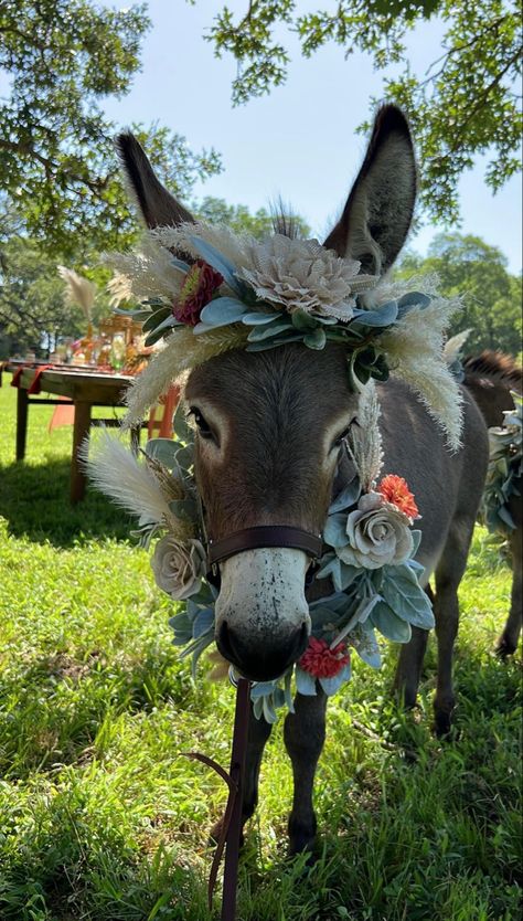 Donkey Photography, Mini Donkey, Cute Donkey, Mexican Theme, Mexican Party Theme, Donkeys, Christmas Minis, Christmas Photo, Photo Idea