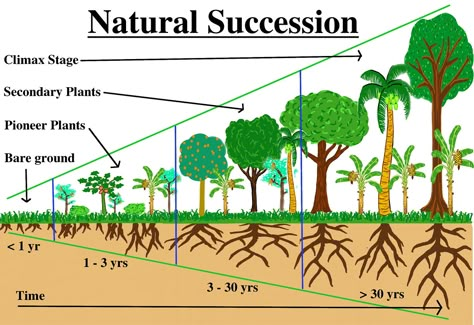 Food Forest Garden, Farming Guide, Indoor Farming, World Countries, Perennial Vegetables, Third World Countries, Hillside Landscaping, Beautiful Portraits, Permaculture Gardening