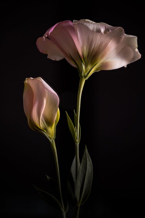 Flora — Susan Augustine Photography Flower Photography Black Background, Rose Flowers Drawing, Decoration Craft Ideas, Pot Drawing, Lisianthus Flowers, Flor Tattoo, Flowers Black Background, Flowers Drawing, Dark Flowers