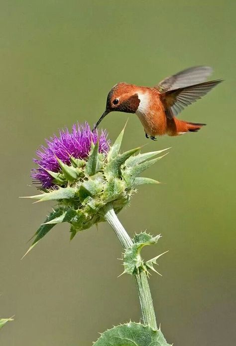 Colibri Hummingbird Migration, Rufous Hummingbird, Barn Owls, Bird Barn, Hummingbird Pictures, Wild Photography, World Birds, Copper Penny, Parakeets