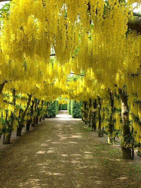 Gardens at Temple Newsam Klimt Garden, Famous Trees, Temple Gardens, Front Garden Design, Street Trees, Diy Raised Garden, Blossom Garden, Beautiful Angels Pictures, Most Beautiful Gardens