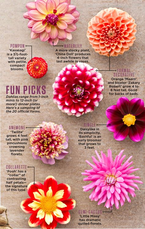 Garden Care, Dahlias Garden, Growing Dahlias, Garden Ideas Cheap, Cut Flower Garden, Have Inspiration, Seni Origami, Dahlia Flower, Flower Farm