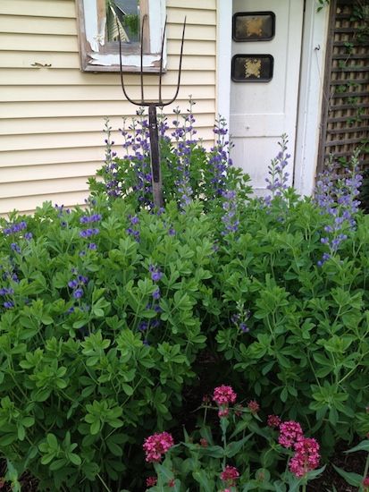 Front Entry Landscaping, False Indigo, Blue Flowers Garden, Beautiful Blue Flowers, Flower Garden Plans, Garden Services, Garden Shrubs, English Cottage Garden, Flower Gardening