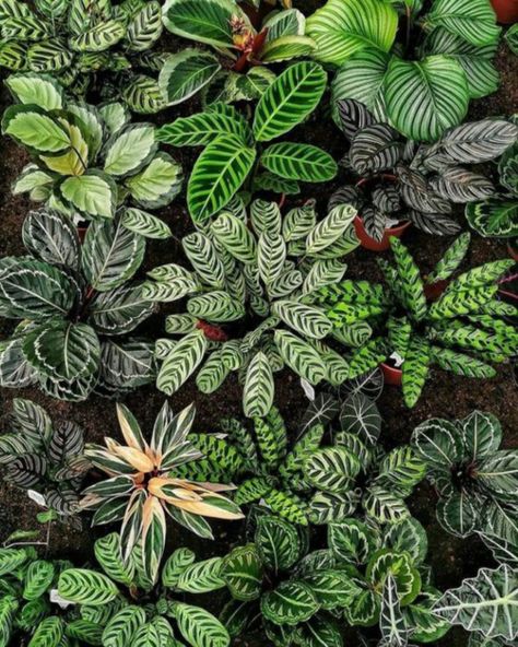 German Town, Plant Friends, Plant Goals, Calathea Plant, نباتات منزلية, Prayer Plant, Inside Plants, Plant Decor Indoor, Office Plants