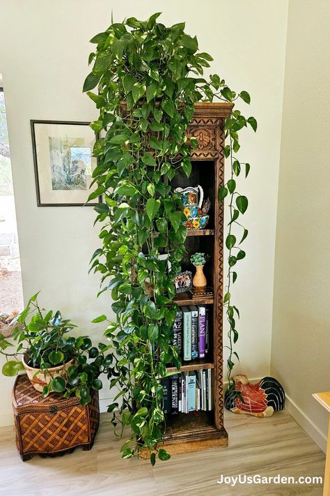 Get ready to transform your home with lush, full Pothos plants that boast long, trailing vines! Learn the best practices for watering, lighting, and soil to ensure your plants thrive. Learn how to propagate Pothos for endless greenery and troubleshoot common issues. Unlock the secrets to vibrant, healthy Pothos plants with our step-by-step guide. Pothos plant care is easy. This is great for plant enthusiasts looking to elevate their indoor jungle with our tried & true tips! Pothos Climbing Ideas, Trailing Pothos, Golden Pothos Care, Pothos Care, Houseplants For Beginners, Pothos Plant Care, Indoor Vines, Pothos Plants, Marble Queen Pothos