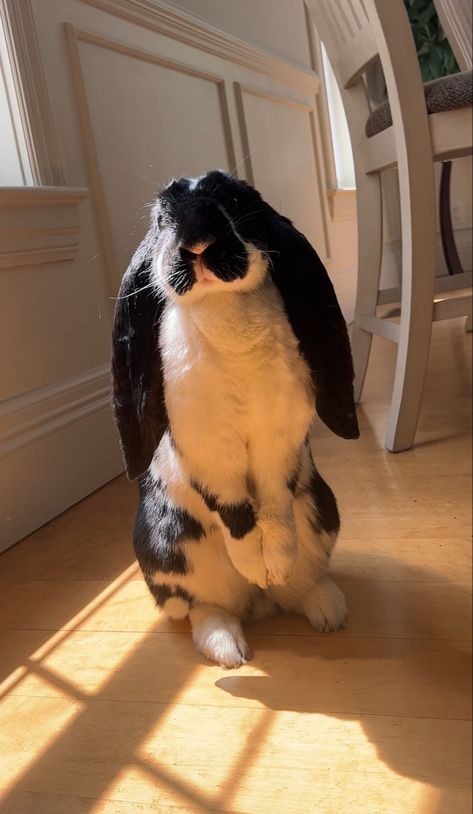 English lop rabbit standing up English Lop, Mini Lop Bunnies, Lop Bunnies, Lop Bunny, Pet Bunny Rabbits, Rabbit Pictures, Mini Lop, Bunny Care