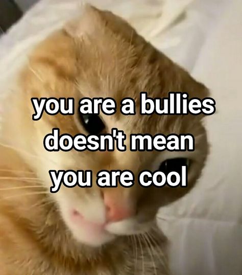 #mywhisper #whisper #bombasticsideeye #cat #catpic #meme #bullies #bruh #school #highschool #pin School Highschool, School Jokes, Real Pic, Me When, High School, Memes, Quick Saves