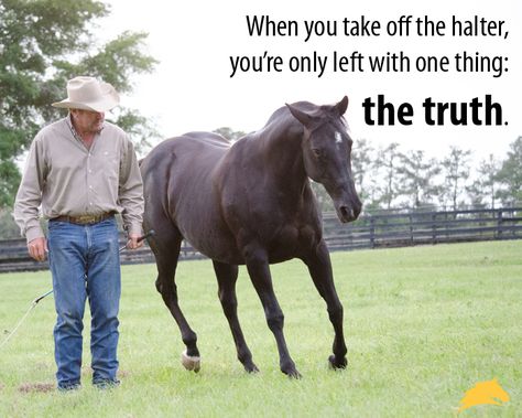 "When you take off the halter, you're left with one thing: the truth." - Pat Parelli Parelli Natural Horsemanship, Parelli Horsemanship, Horsemanship Quotes, Equine Quotes, Inspirational Horse Quotes, Horse Riding Quotes, Equestrian Quotes, Riding Quotes, Cowgirl Quotes