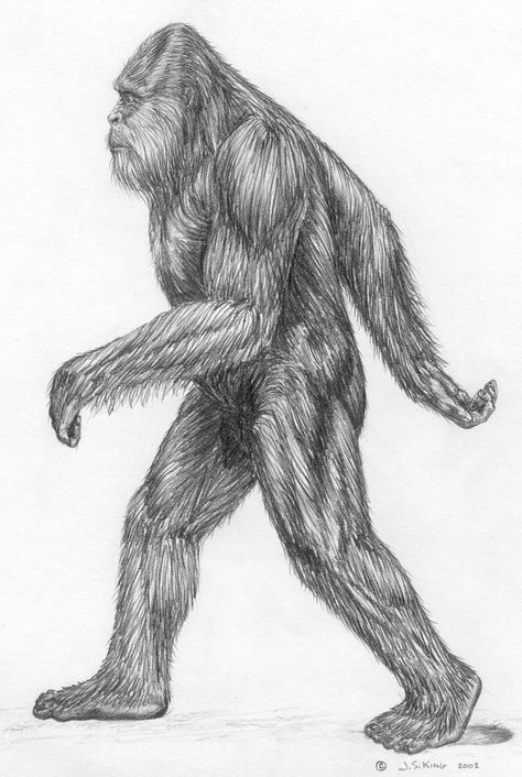 Sasquatch Drawing, Bigfoot Drawing, Real Bigfoot, Bigfoot Pictures, Bigfoot Art, Feet Drawing, Mountain Gorilla, Bigfoot Sasquatch, The Boogeyman