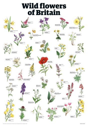 Wild flowers of Britain by Guardian Wallchart Garden Types, British Wild Flowers, Wedding Flowers Wildflowers, Different Types Of Flowers, Theme Nature, British Flowers, Wildlife Gardening, Rose Vase, Wildflower Garden