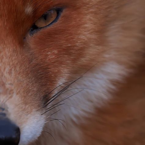 Oneirataxia Aesthetic, Red Kitsune Aesthetic, Red Fox Aesthetic, Iron Widow, Fox Icon, Chise Hatori, Tamamo No Mae, Ghost Of Tsushima, Aesthetic Japan