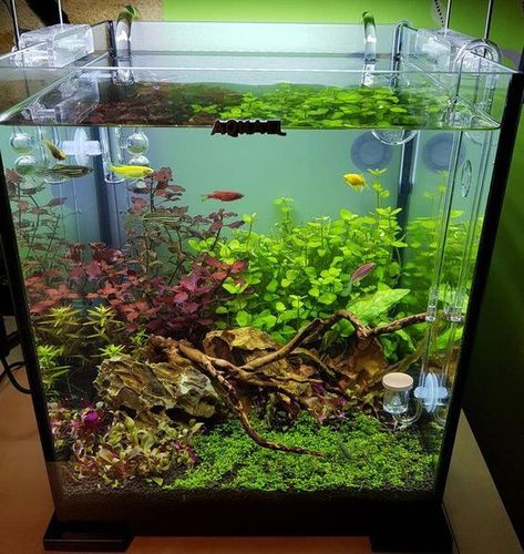 45 Stunning Aquarium Design Ideas for Indoor Decorations Water Terrarium Ideas, Natural Aquarium Ideas, Bettafish Aquarium, Water Terrarium, Fish Tank Themes, Fish Tank Terrarium, Diy Fish Tank, Aquascape Design, Fish Tank Design