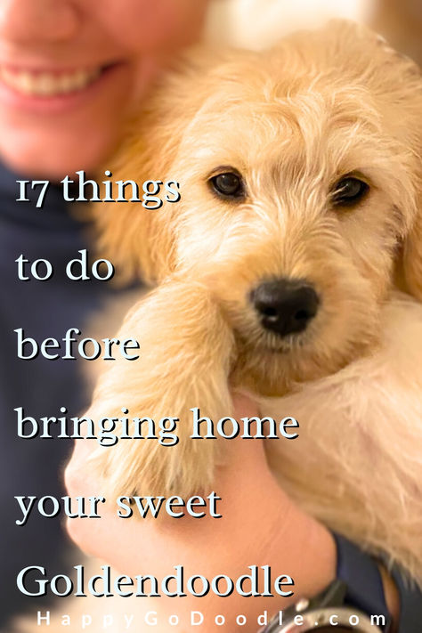 Cute Goldendoodle puppy with the title 17 Things to do before bringing home your sweet Goldendoodle Puppy First Day Home, Puppy Tips Bringing Home, Golden Doodle Must Haves, Golden Doodle Care, Welcome Home Puppy Ideas, Puppy Shower Party, Mini Golden Doodle Puppy, Medium Goldendoodle, Puppy Schedule