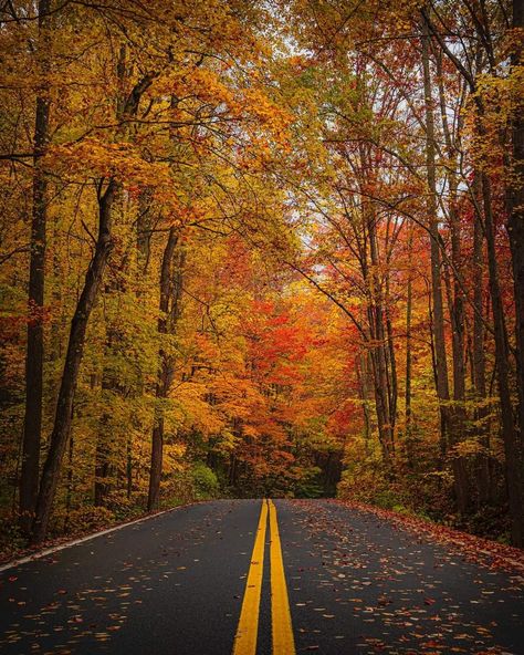 Fall In East Tennessee, Smokey Mountains Vacation, Fall Board, Blowin' In The Wind, Fall Lovers, New England Fall, Fall Beauty, Scenic Roads, Autumn Magic