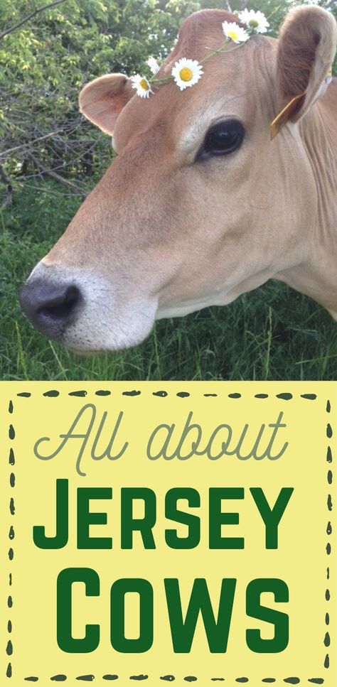 Jersey Milk Cow, Small Cow Farm Design, Miniature Jersey Cow, Mini Jersey Cow, Dairy Cow Breeds, Jersey Cow Milk, Milking Cow, Family Cow, Jersey Cattle