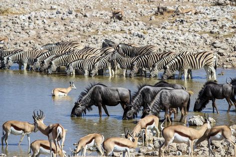 African Savannah Animals, African Waterhole, Jungle Kingdom, Pediatrics Office, Tanzania National Parks, Savannah Animals, Baby Wild Animals, African Savannah, Africa Wildlife