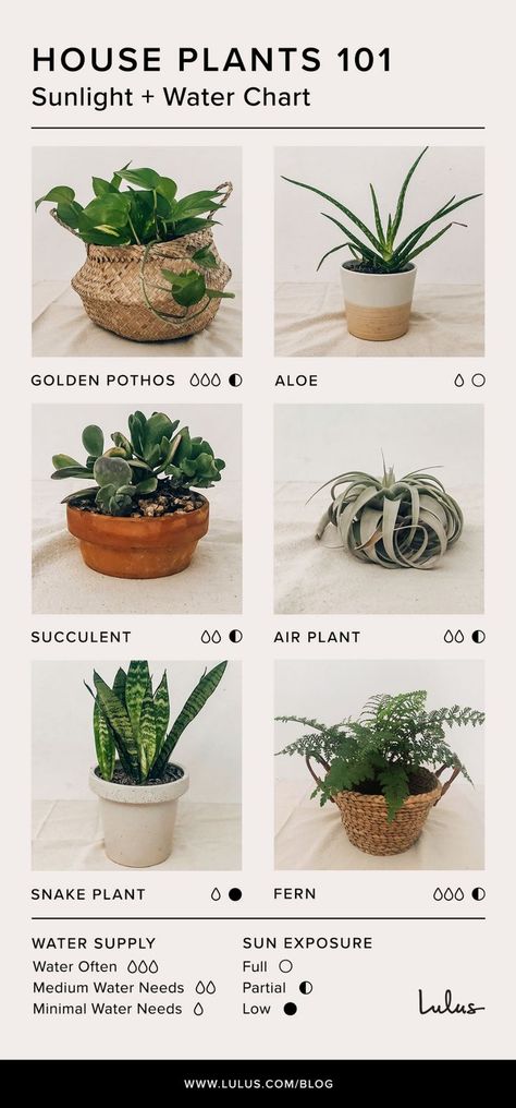 Want to keep your indoor garden both happy and green? We have an Easy Care Guide to help make keep your aloe, succulents, and ferns healthy. We’ve outlined how to care for indoor house plants with a quick chart to reference for the right amount of water and sunlight! Head to Lulus.com/blog for more tips on indoor house plants! #lovelulus Plants 101, Plant Parenting, Easy House Plants, Indoor House Plants, Air Purifying House Plants, Inside Plants, Indoor Plant Care, Best Indoor Plants, Easy Care Plants