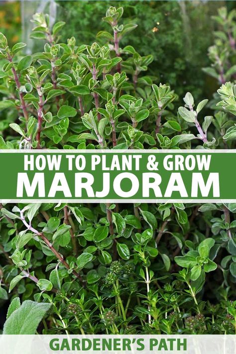 Marjoram is oregano’s more refined cousin, and while the two are often confused, it has a more subtle, woodsy, sweet flavor that's equally delicious raw in a salad or as a seasoning on roast chicken. This sun-loving herb isn’t too fussy, and works well in containers or dry spots. #marjoram #herbgardening #gardenerspath Marjoram Plant, Growing Herbs At Home, Gardening Herbs, Preserving Herbs, Spice Garden, Mediterranean Plants, Chicken Garden, Seed Starter, Survival Gardening