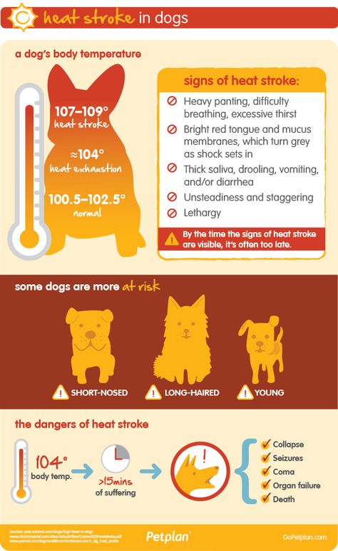 Summer Animals, Dog Infographic, Heat Exhaustion, Dog Health Tips, Dog Information, Animals Dogs, Dog Info, Dog Safety, Uk London