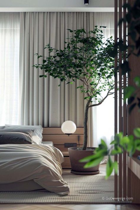 This is another wonderful contemporary bedroom with a weeping fig tree. It’s a larger area so there’s more space around the pot but the plant is still positioned beside the bed. Fig Tree Indoor, Weeping Fig Tree, Big Indoor Plants, Tree Indoor, Weeping Fig, Rest And Relaxation, Fig Tree, Apartment Inspiration, Contemporary Bedroom