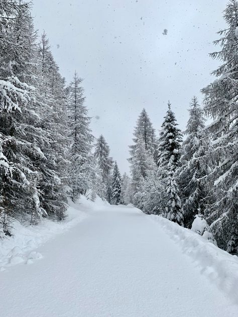 Snowfall, trees, rural area, winters, chill Snowing Aesthetic Wallpaper, Snow Wallpaper Iphone, Winter Snow Wallpaper, Winter Backgrounds Iphone, Snow Forest, Christmas Aesthetic Wallpaper, Forest Background, Christmas Phone Wallpaper, Cute Christmas Wallpaper