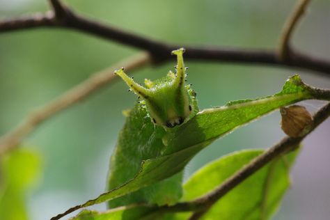 Japanese Emperor Caterpillar, Emperor Caterpillar, Japanese Emperor, Purple Emperor, Cool Insects, Northern Vietnam, Korean Peninsula, Luv U, Cool Bugs