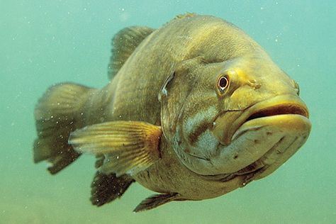 We've all done it. Catch your personal best....maybe a state record and it comes unpinned at the net. Read Matt Straw's "The Hunt For Giant Smallmouth Bass" and see if you agree with his advice and picks for big bronzeback lakes throughout North America. Can you top his 7-6? Click our profile link for more! #Smallmouth #Fishing #Bronzeback Fly Casting, Fly Fishing Tips, Bass Fishing Tips, Smallmouth Bass, Fly Fisherman, Fishing Supplies, Largemouth Bass, Best Fishing, Fishing Equipment