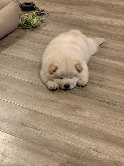 Chow Chow Dog Aesthetic, Chow Chow Puppy Aesthetic, Baby Chow Chow Puppies, Cute Chow Chow Puppies, Chow Chow Aesthetic, Baby Chow Chow, Dogs Chow Chow, Puppy Chow Chow, Cream Chow Chow