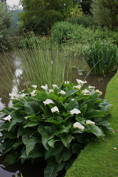 Zantedeschia aethiopica | by KarlGercens.com GARDEN LECTURES Arum Lily Garden, Lilly Garden Ideas, Calla Lily Garden, Landscape Garden Ideas, Calla Lily Arrangement, Courtyard Garden Design, Lilly Garden, Lily Arrangement, Courtyard Landscape