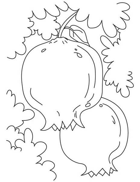 A Pair Of Guava Seasonal Fruits Coloring Page : Kids Play Color Jewish Decorations, Fruit Coloring, Vegetable Coloring Pages, Leaf Coloring Page, Pomegranate Art, Jewish Crafts, Seasonal Fruits, Fruit Coloring Pages, Fruit Picture