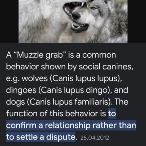 Wolf Regressor, Wolf Behavior, Werewolf Core, Wolf Rider, Therian Stuff, Wolf Stuff, African Wild Dog, Dog Brain, Animal Facts