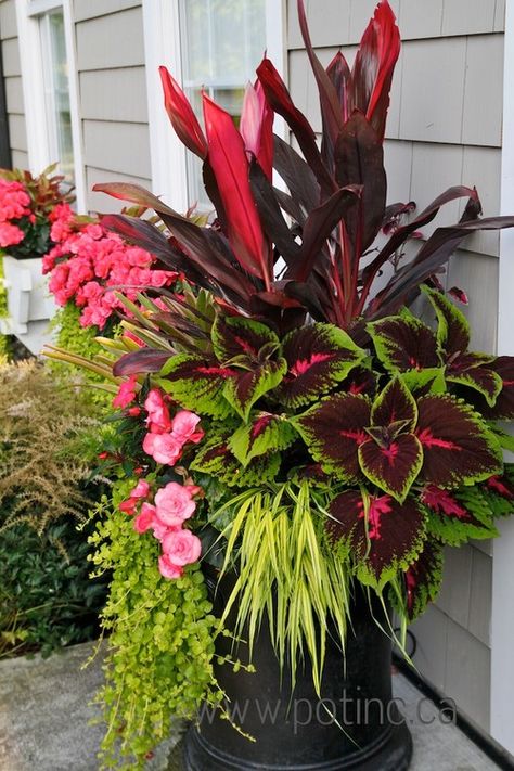 A collection of beautiful and colorful flower container ideas for your porch and patio! Lots of unique and unexpected summer porch planter ideas. Summer Planter, Canna Lily, Container Gardening Flowers, Planter Ideas, Garden Containers, Outdoor Flowers, Container Flowers, Contemporary Landscape, Outdoor Planters