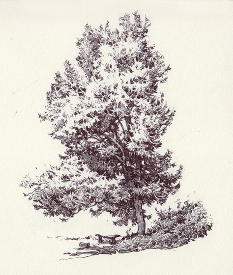 숲 사진, Tree Drawings, Ink Water, Tree Drawings Pencil, Urban Sketches, Tree Sketches, Landscape Sketch, Cross Hatching, Pencil Sketches