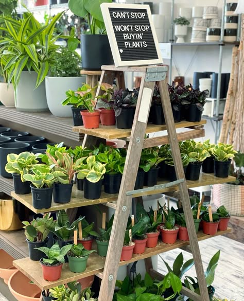 Plant Nursery Display Ideas, Open A Plant Shop, Plant Shop Pop Up, Plant Shop Ideas Inspiration, Plant Vendor Booth, Plant Vendor Booth Display Ideas, Book And Plant Store, Plant Pop Up Shop Display Ideas, Retail Plant Display Ideas