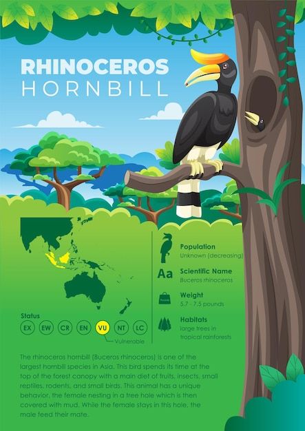 Animal Information Poster, Animal Infographic Design, Birds Infographics, Zoo Infographic, Bird Infographic, Animal Poster Design, Nature Infographic, Rhinoceros Hornbill, Informative Poster