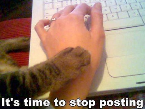 For everyone on Pinterest, Twitter and Facebook - It's time to stop posting, cat wisdom, computer addiction, wasting, intervention, only friends let Tumblr Users, Its Time To Stop, Smosh, Laughter Is The Best Medicine, Crazy Cat, Makes Me Laugh, Tumblr Funny, Crazy Cat Lady, Tumblr Posts