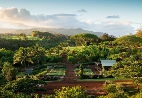 Pick your own fruits, veggies and flowers, enjoy a farm-to-table meal under a tree or just soak up the views and solitude at Kukui'ula's 13-acre upcountry farm. (Photo credit: Kukui'ula) Kauai Resorts, Hawaiian History, Organic Vegetable Garden, Hawaii Island, Best Places To Live, Tropical Islands, Hawaii Travel, Kauai, Farm Life