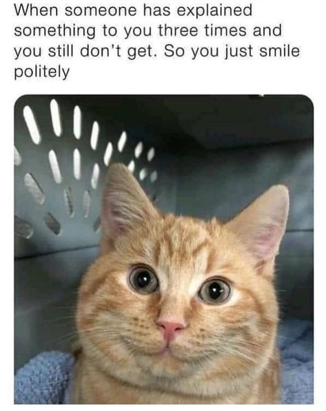 Great Memes, Memes Humor, Funny Animal Memes, Humor Funny, Just Smile, Silly Cats, Pics Art, Animal Memes, Cute Funny Animals