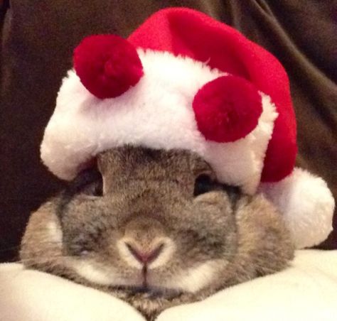 The Daily Bunny's Christmas 2013 Mega-Post 4 Christmas Rabbit, Daily Bunny, Rabbit Christmas, Bunny Christmas, Christmas Bunny, Bunny Pictures, Bunny Rabbits, Pet Holiday, Search Bar