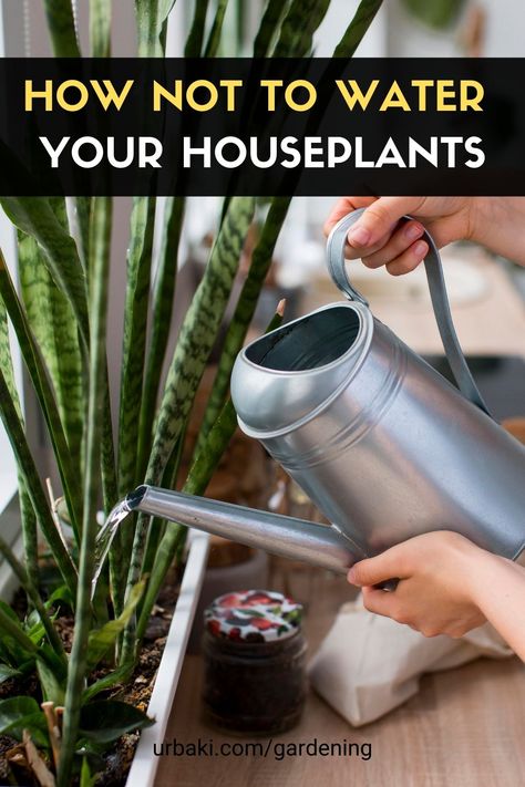 This video will help you learn what NOT to do when watering your houseplants. How to Avoid Killing Your Indoor Plants and Water Properly: 1. Don't Mist! The action is in the roots, not the foliage. 2. Don't give it just a little sprinkle. Soak the entire root ball slowly and evenly when you water! 3. When houseplants are in low light, they don't need as much water! Check the soil so you don't overwater them! and more.... #urbakigardening #gardening #houseplants #wateringhouseplant #waterproperly Indoor Floor Plants, Mother In Law Plant, Airplane Plant, Water Softener Salt, Angel Plant, Plants In Baskets, Self Watering Plants, Watering Plants, Hanging Planters Indoor