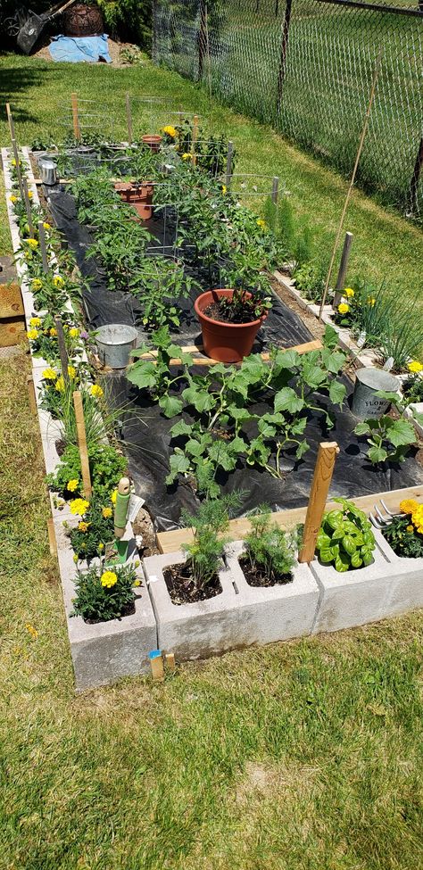 Raised Garden Beds Cinder Blocks, Cinder Block Garden Bed, Vegetable And Herb Garden, Cinder Block Garden, Diy Garden Bed, Cinder Blocks, Garden Hacks, Home Vegetable Garden, Garden Yard Ideas