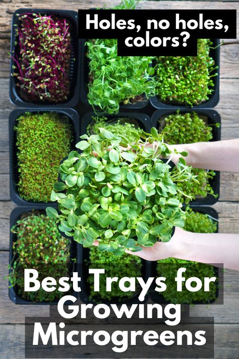 Micro Green Seeds, Microgreens For Beginners, Microgreen Container Ideas, Indoor Microgreens Garden, Grow Microgreens Indoors, Diy Microgreens Tray, Growing Microgreens Indoors, Micro Greens Growing Indoors, Microgreens Recipe Ideas