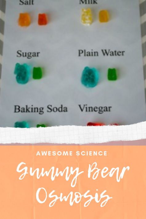 Science Fair Ideas Elementary, Gummy Bear Osmosis Science Fair Project, Osmosis Gummy Bear Lab, Gummy Bear Science Fair Project, Growing Gummy Bears Science Fair Project, Yummy Gummy Bear Lab Science Projects, Gummy Bear Experiment For Kids, Gummy Bears Experiment, Gummy Bear Growth Experiment