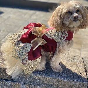 Pretty Dogs | Cute Dog Diys | Homeade Dog Treat Burgundy Quince, Queen Lifestyle, Dream Quinceanera, Dogs Dress, Red Quinceanera Ideas, Dog Fancy Dress, Mexican Quinceanera, Christmas Princess, Red Quince