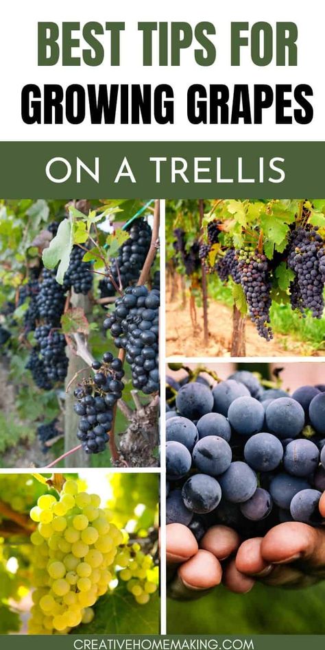 Create your own vineyard at home by mastering the art of growing grapes on a trellis. From selecting the perfect varieties to trellis design ideas, unleash your green thumb and savor the fruits of your labor. Concord Grapes Growing, Growing Concord Grapes, How To Grow Grapes Vines At Home, Growing Grapes In Backyard Trellis, Grape Growing Trellis, Backyard Vineyard, Grape Trellis Ideas, Backyard Trellis, Orchard Ideas